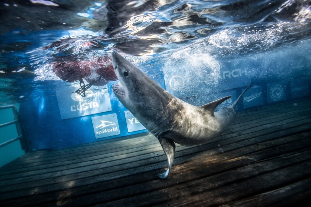 Great white shark bites buoy from underwater. 