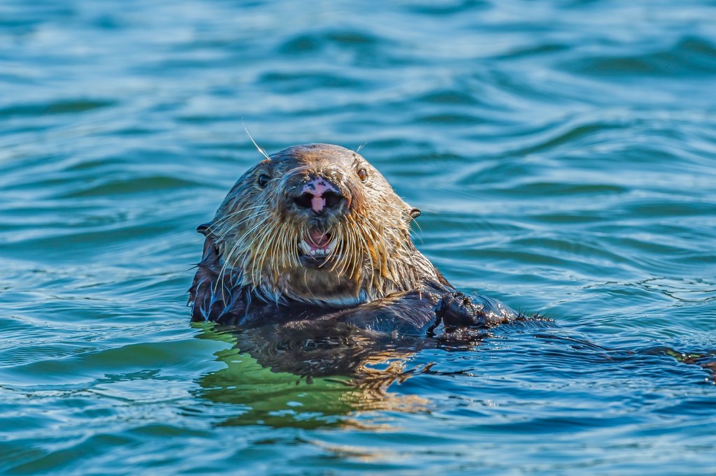 Photo of a sea otter.