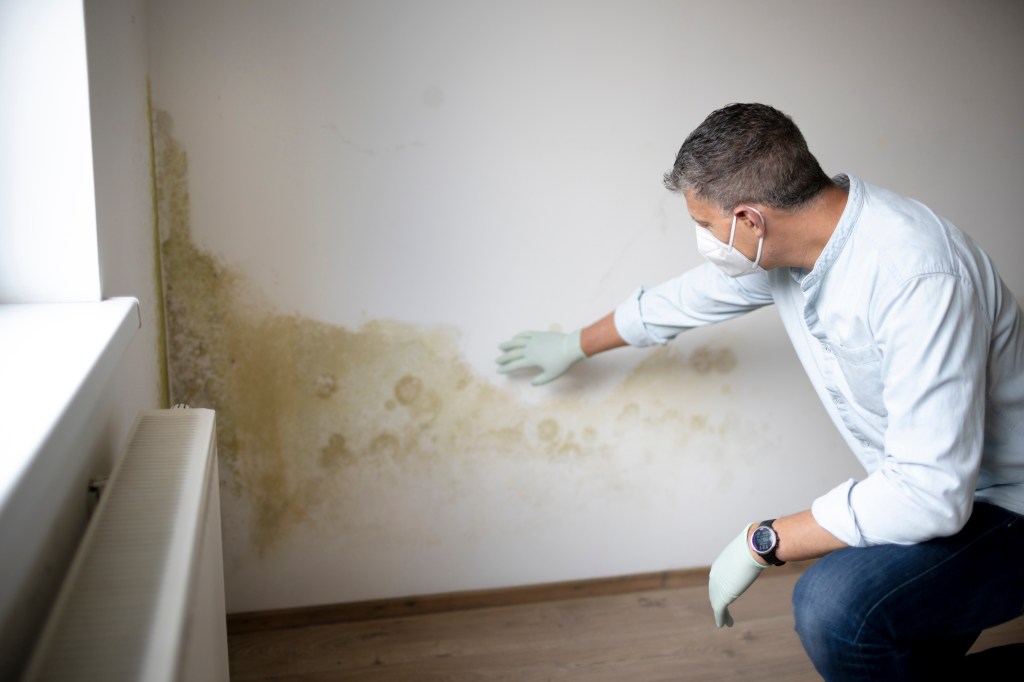 man inspecting mold on a wall