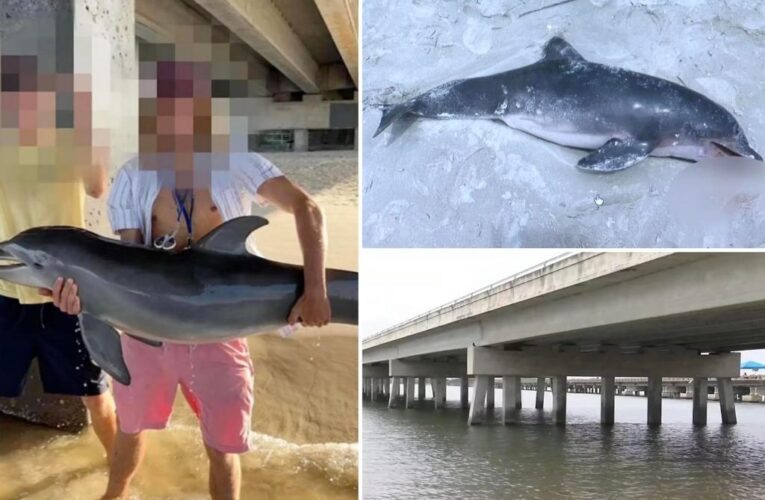 Teen receiving death threats after baby dolphin he pulled from water for Insta post dies