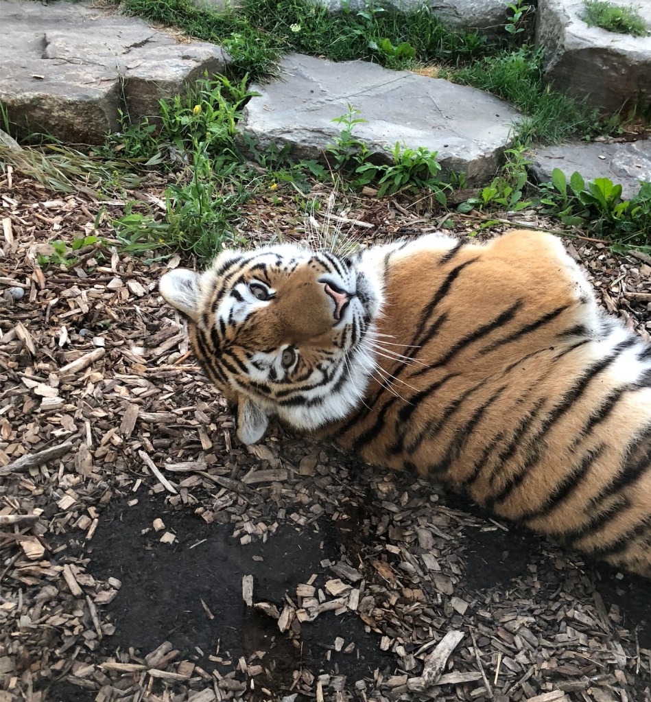 A tiger is pictured lying down in the dirt while looking at the camera.