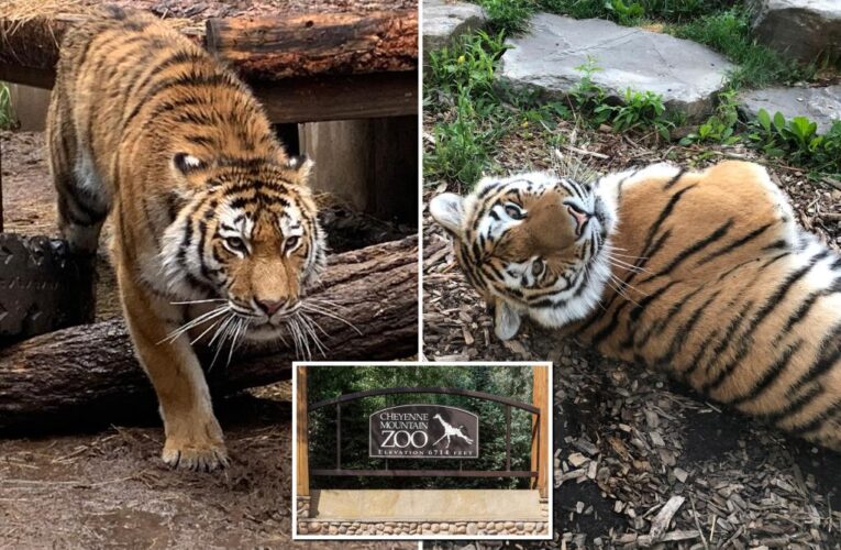 Mila the tiger dies in ‘freak accident’ at Colorado zoo