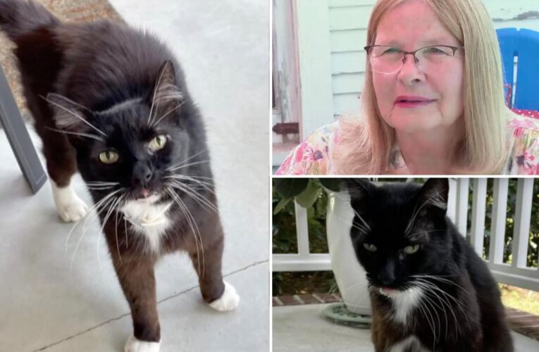 Kansas cat named Bob turns up 1,200 miles away 10 years after going missing