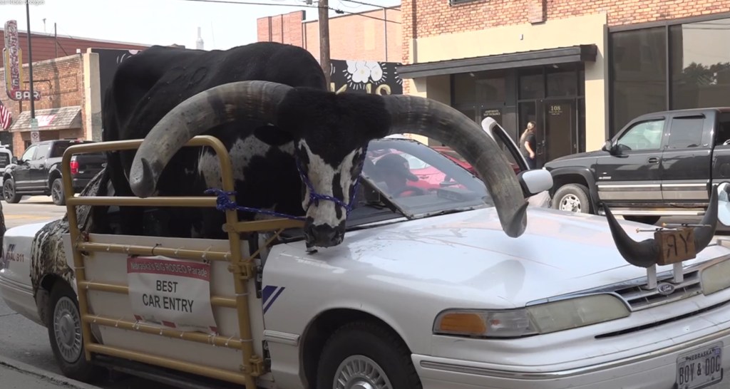 bull in a car