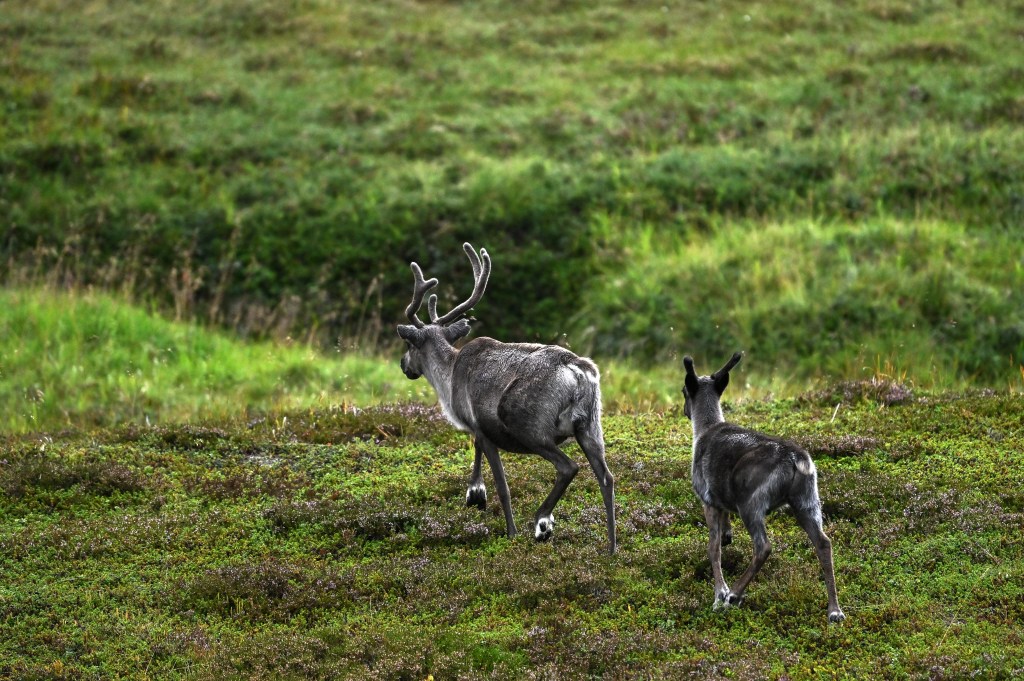 Reindeer