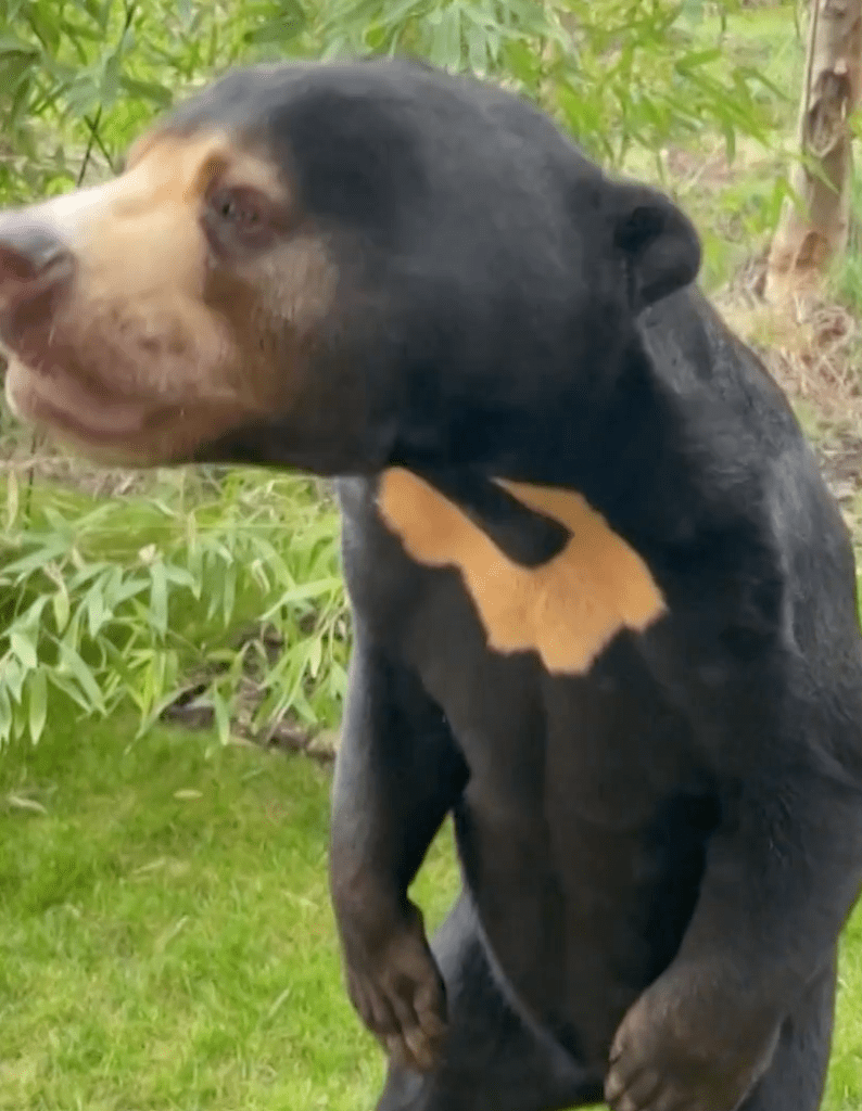 “We can confirm that Kyra is a Sun bear," Paradise Wildlife Park officials stated. "Sun bears might look human when they stand, but they actually have the natural behavior of standing on their hind feet."
