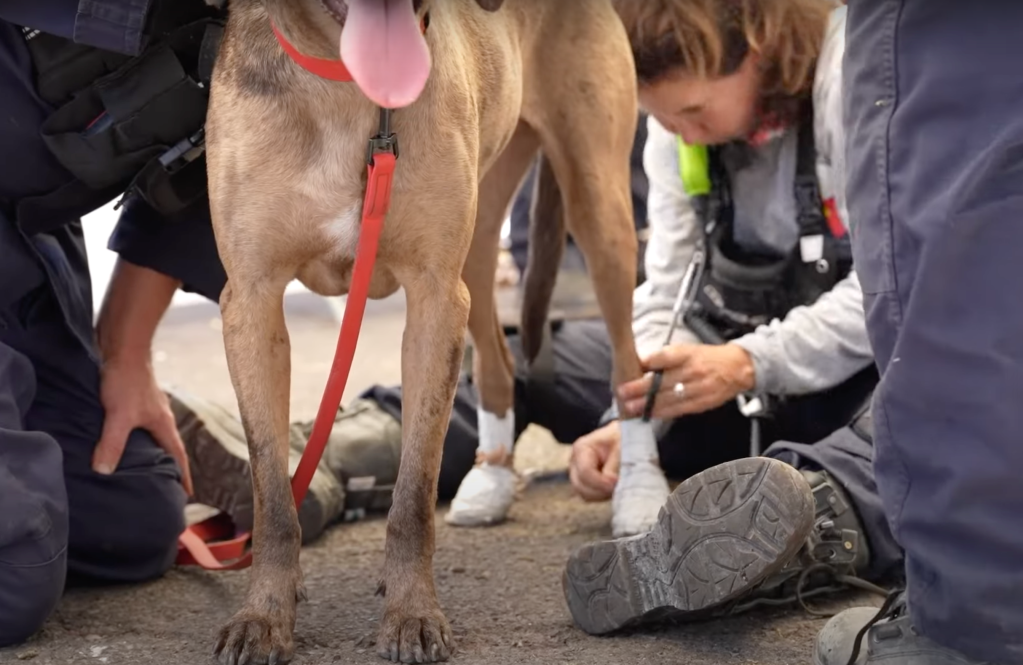 The pups are also outfitted with booties or their handlers wrap their feet in gauze to protect their paw pads from the blistering heat that has been exacerbated by the leftover ash, which acts as an insulator.
