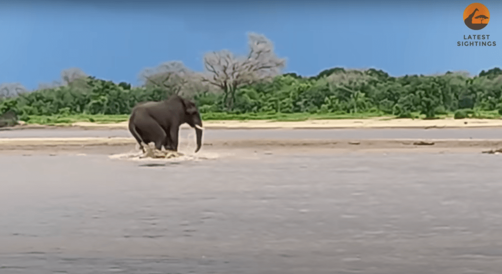 Wild crocs tend to feed on smaller prey, such as antelope, lizards, small frogs and fish, according to Australia's Northern Territory government.