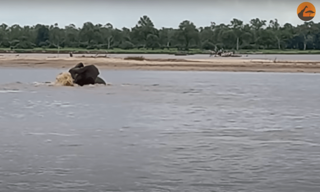 One lucky group of safari guides just happened to be driving past the river in time to witness the drama unfold. 