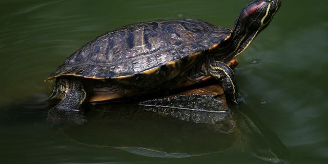 Turtle sits on rock