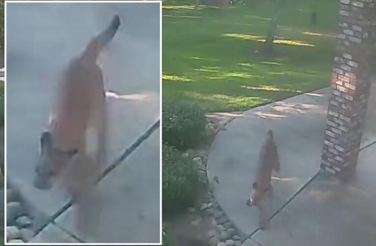 California family’s dog chases mountain lion through yard in video