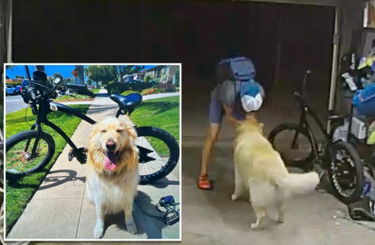 Arrest made in San Diego bike theft that involved cuddly dog