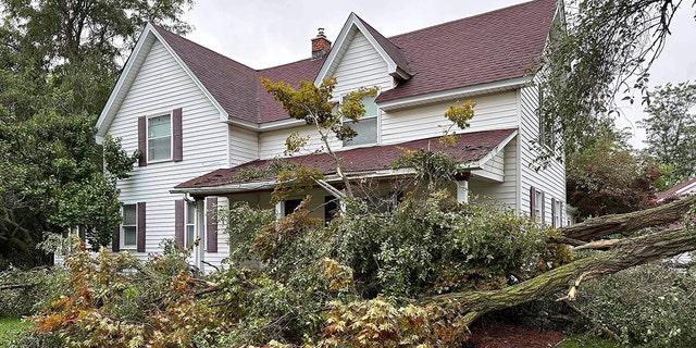 downed tree in front of a house