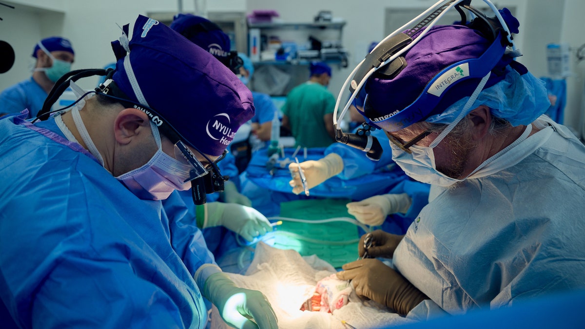 Surgeons operating