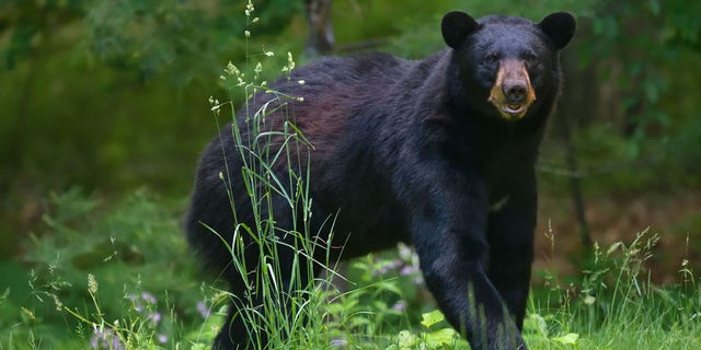 Bear in tall grass