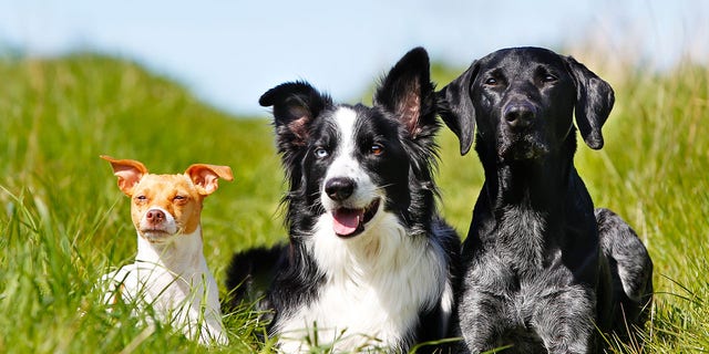 three dogs different sizes