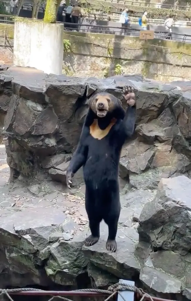 Hangzhou Zoo has insisted that footage filmed at their park is legitimate. Malayan Sun bear Angela is seen waving at crowds in a screenshot from the viral vision. 