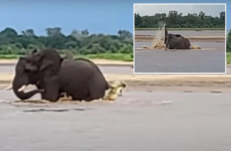 African Elephant fights off hungry crocodile in exhilarating video