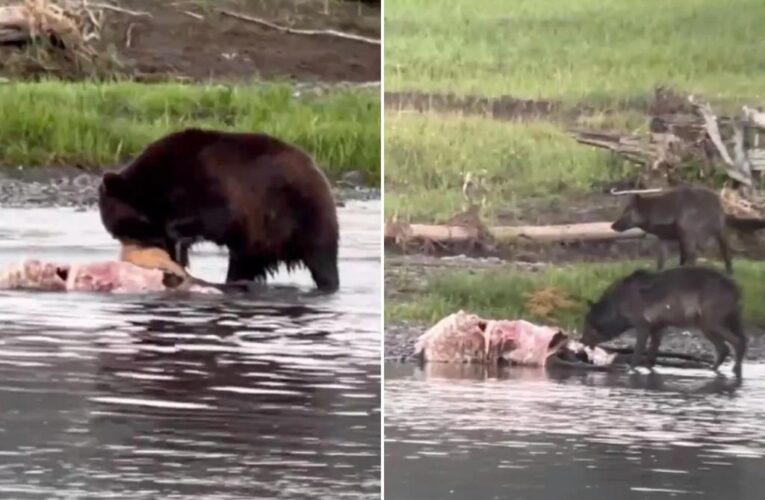 Yellowstone grizzly bear, wolves fight over elk carcass: video