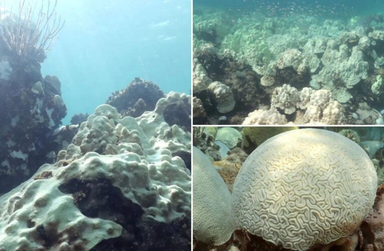 Florida coral reef found completely bleached