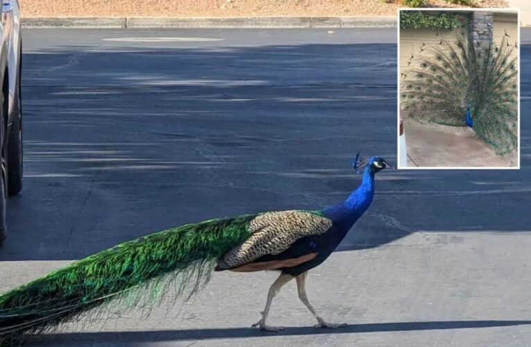 Las Vegas’ Pete the peacock killed by hunter’s bow and arrow