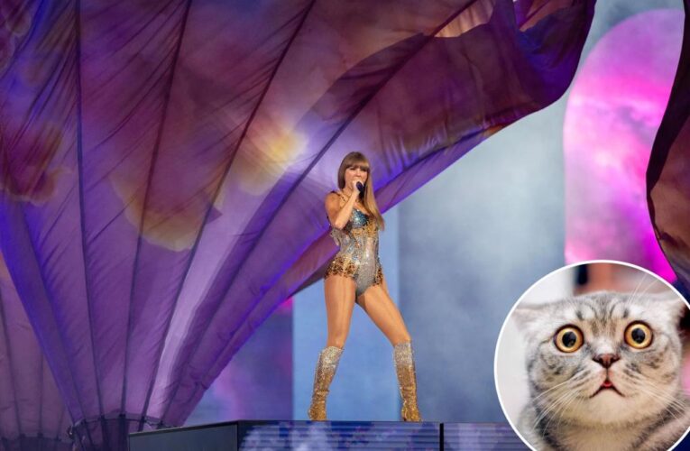 Taylor Swift fans go too far with viral cat challenge: pet advocates