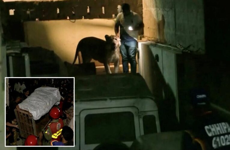 Lion escapes into heavy traffic in Pakistani city of Karachi