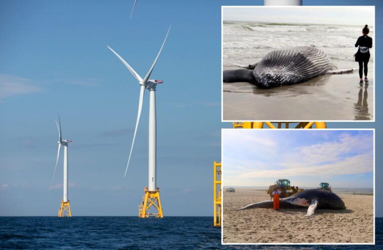 New documentary ‘proves’ that offshore wind farms kill whales