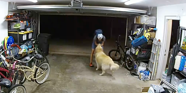 San Diego dog petted by suspected burglar