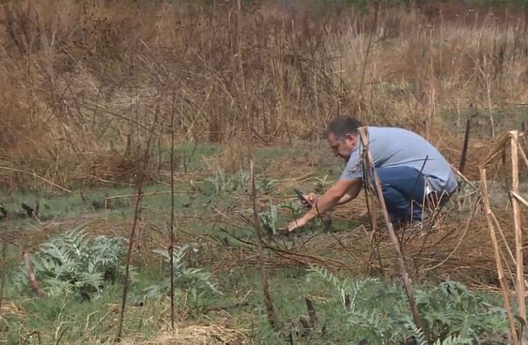 Italian cooperative breathes new life into abandoned land seized from Camorra gangsters