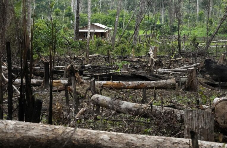 Why the Global South is against the EU’s anti-deforestation law