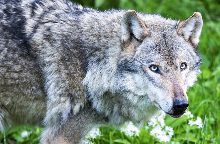 EU will review the protection status of wolves as Ursula von der Leyen warns of ‘real danger’