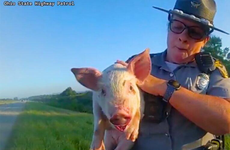 Ohio piglet escaped transport truck headed to slaughter