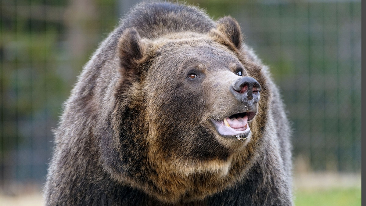 A grizzly bear of Yellowstone Park