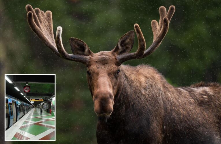 Moose wandering Stockholm subway system shot dead after animal led to 7 station closures
