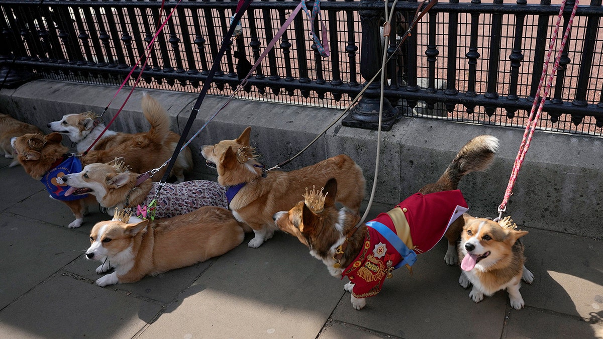 Corgis standing outside palace