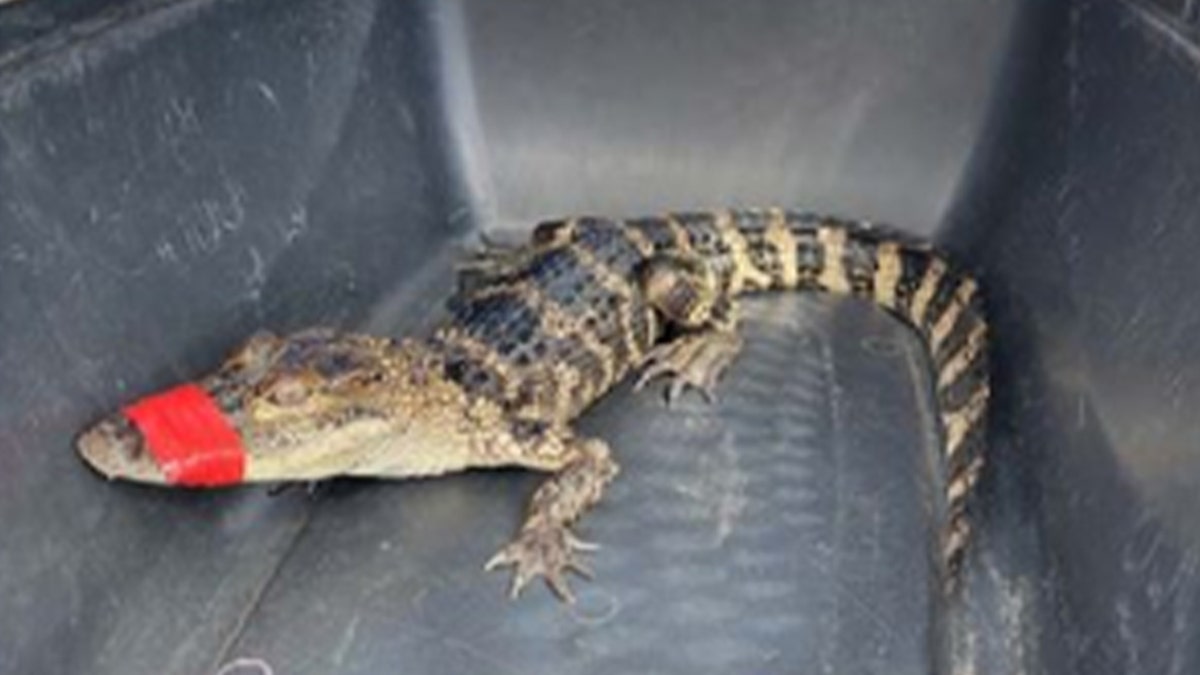 Alligator rescued from hotel bathtub