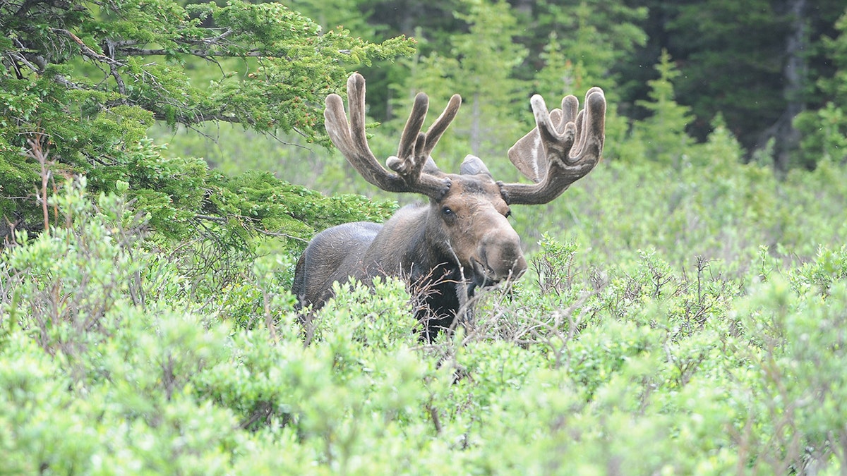 A moose with antlers