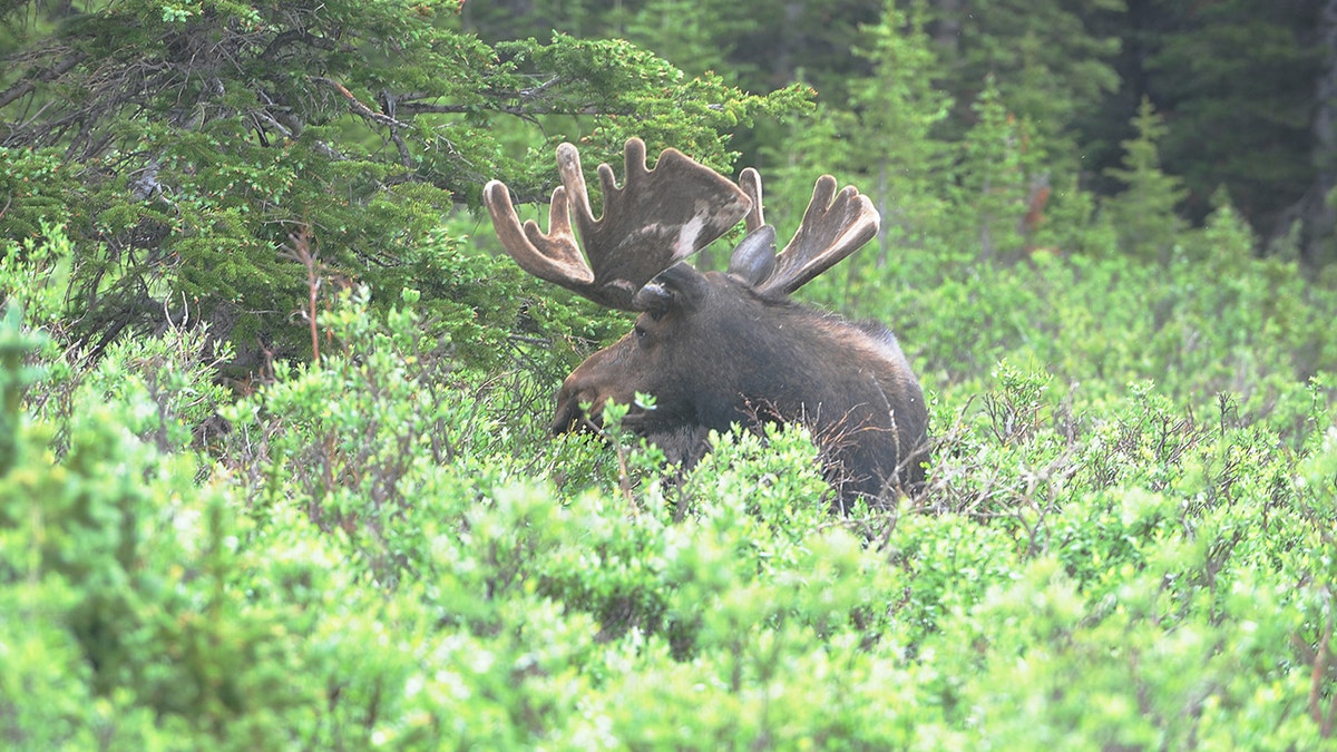 A moose in tall grass