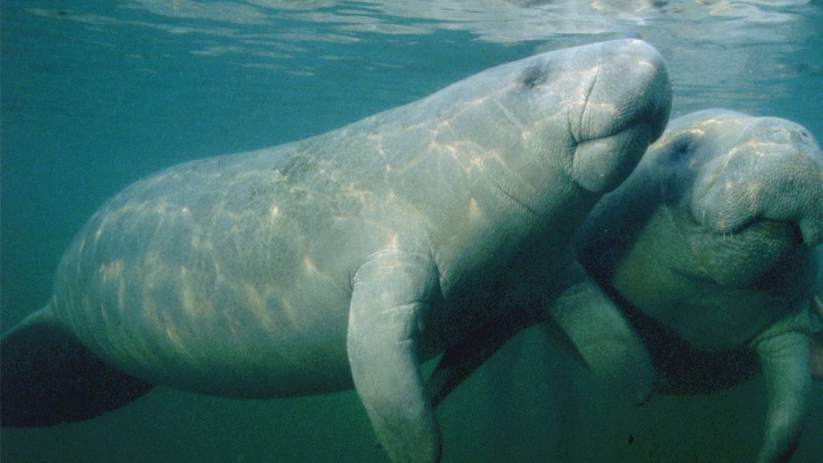 Manatees