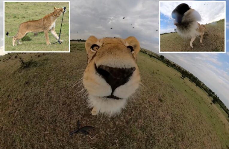 Lioness grabs GoPro camera and shoots wild selfie video in Kenya