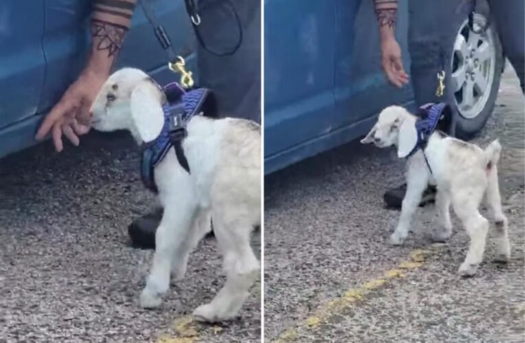 No kidding! Goat tries out for K9 police unit in South Dakota