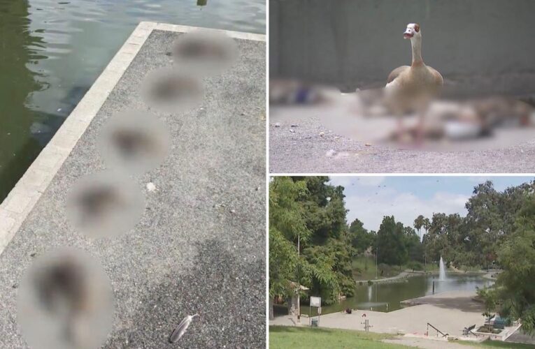 Sick, dead ducks keep washing ashore at LA area park