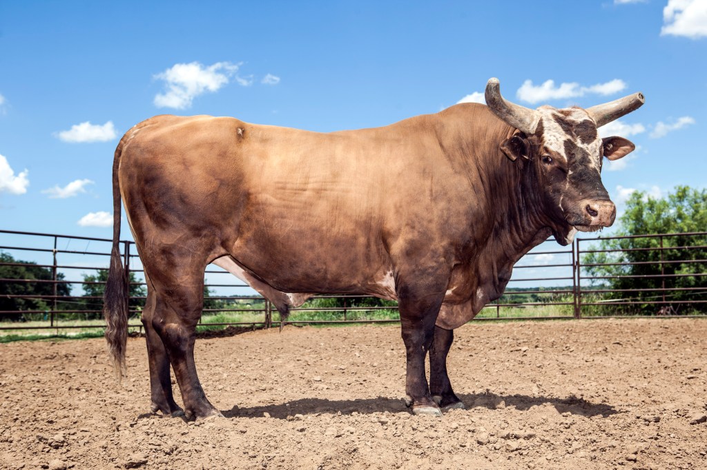 Bushwacker, a 7 year old World Champion Rodeo Bucking Bull, lives and trains on a ranch in Dublin, TX on June 18, 2013. 