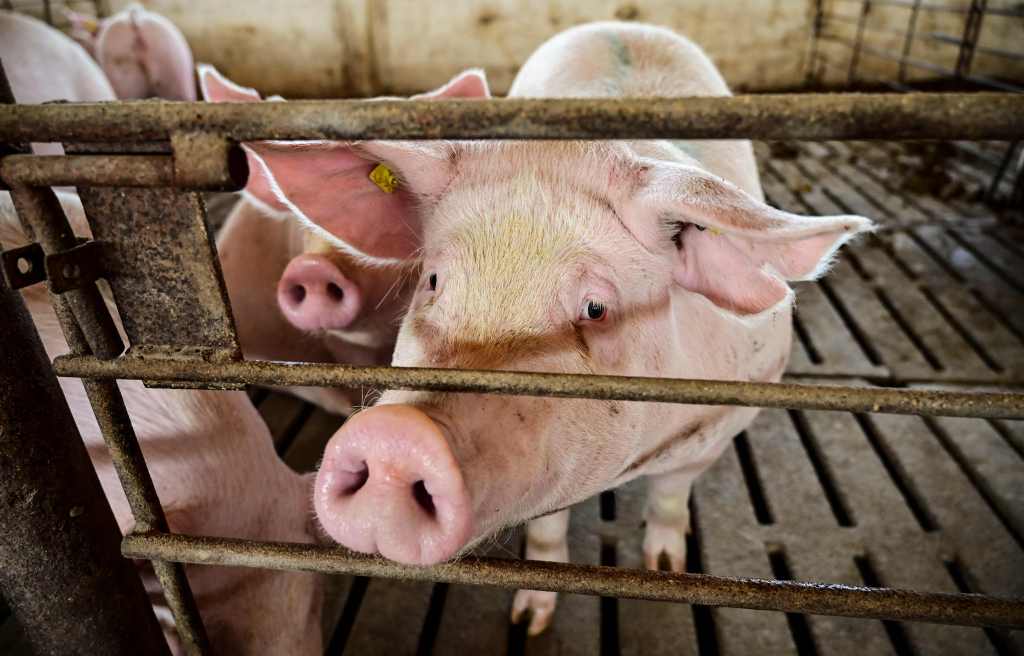 In a file photo, pigs are seen at a farm in Argentina, in September 2020. Chinese scientists had succeeded in growing kidneys containing human cells in pig embryos, a world first at the time.