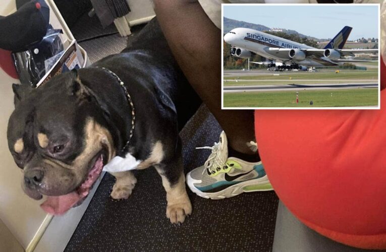 New Zealand couple demand refund after Singapore Airlines flight ruined by farting dog