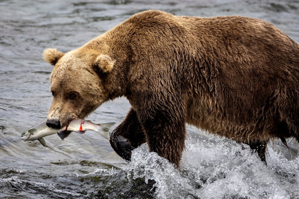 A brown bear prepares to eat a sockeye salmon while fishing on August 12, 2023 at Brooks Falls, Alaska