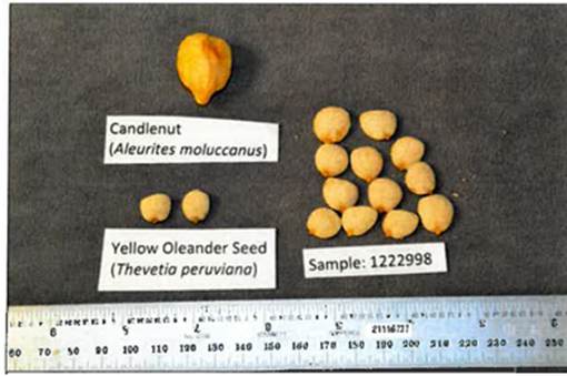 Comparison between candlenuts and yellow oleander