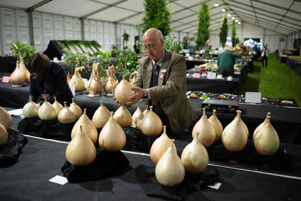 Onions, Harrogate Autumn Flower Show