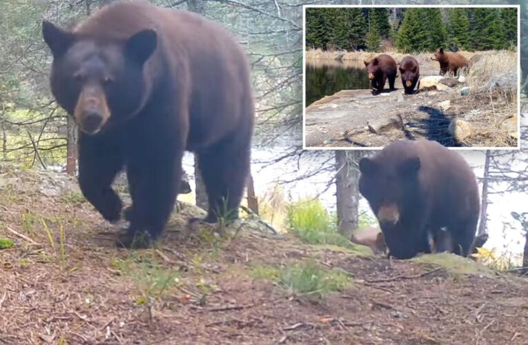 Video shows mama bear teach cubs to rip down trail cameras